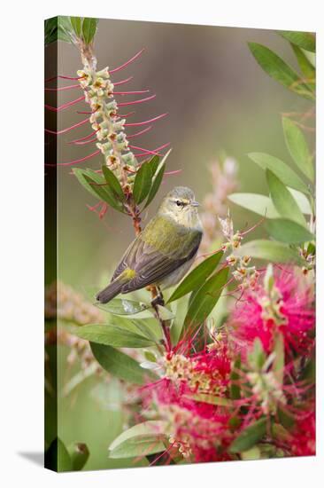 Tennessee Warbler (Vermivora Peregrina) Foraging for Insects-Larry Ditto-Premier Image Canvas