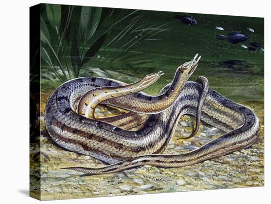 Tentacled Snake (Erpeton Tentaculatum), Colubridae, Drawing-null-Premier Image Canvas