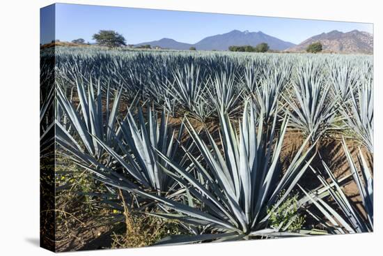 Tequila is made from the blue agave plant in the state of Jalisco and mostly around the city of Teq-Peter Groenendijk-Premier Image Canvas