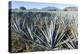 Tequila is made from the blue agave plant in the state of Jalisco and mostly around the city of Teq-Peter Groenendijk-Premier Image Canvas