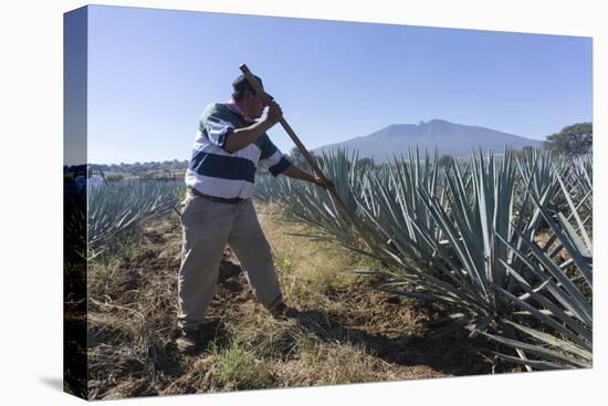 Tequila is made from the blue agave plant in the state of Jalisco and mostly around the city of Teq-Peter Groenendijk-Premier Image Canvas