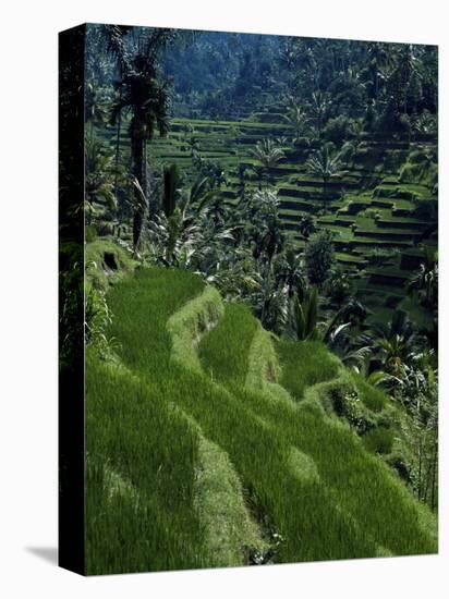 Terraced Rice Fields Near Gagah, Bali, Indonesia, Southeast Asia-James Green-Premier Image Canvas