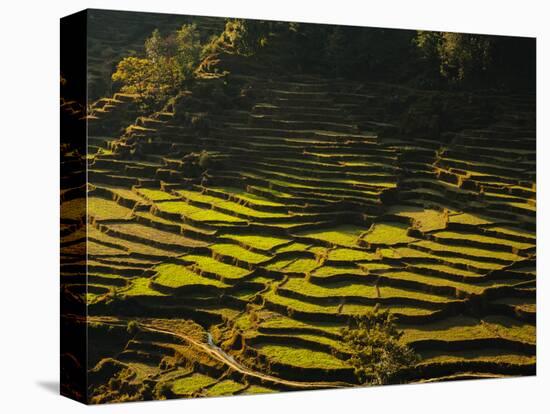 Terraced Rice Fields, Near Pokhara, Gandak, Nepal, Asia-Mark Chivers-Premier Image Canvas