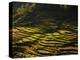 Terraced Rice Fields, Near Pokhara, Gandak, Nepal, Asia-Mark Chivers-Premier Image Canvas