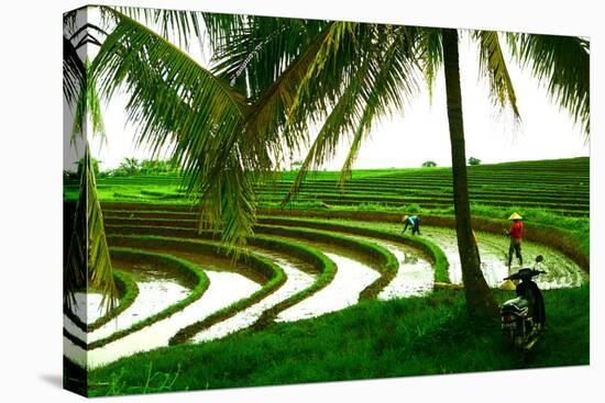 Terraced Rice Paddy in Ubud, Bali, Indonesia, Southeast Asia, Asia-Laura Grier-Premier Image Canvas