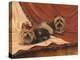 Terrier Couple-Tiffany Hakimipour-Stretched Canvas