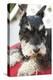 Terrier-Karyn Millet-Premier Image Canvas
