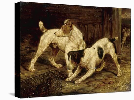 Terriers with a Caged Ferret, 1875-null-Premier Image Canvas