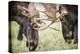 Teton NP, Wyoming, USA. Close-up of Two Bull Moose Locking Horns-Janet Muir-Premier Image Canvas