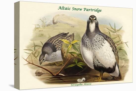 Tetraogallus Altaicus - Altaic Snow Partridge-John Gould-Stretched Canvas