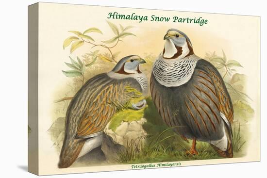 Tetraogallus Himilayensis - Himalaya Snow Partridge-John Gould-Stretched Canvas