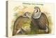 Tetraogallus Himilayensis - Himalaya Snow Partridge-John Gould-Stretched Canvas