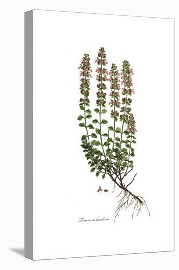 Teucrium lucidum, Flora Graeca-Ferdinand Bauer-Premier Image Canvas