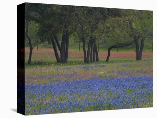 Texas Blue Bonnets and Oak Trees, Nixon, Texas, USA-Darrell Gulin-Premier Image Canvas
