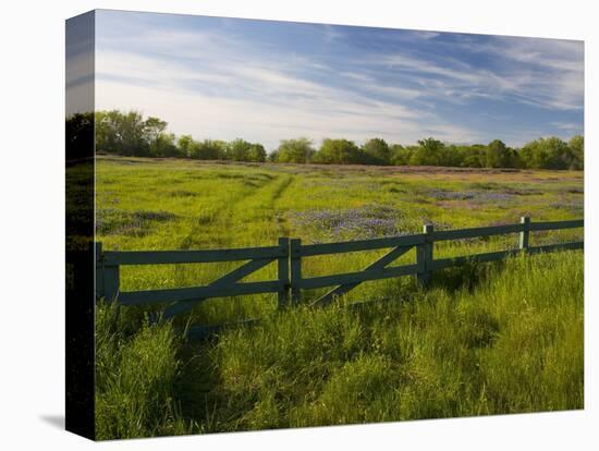 Texas Blue Bonnets, Vetch in Meadow Near Brenham, Texas, USA-Darrell Gulin-Premier Image Canvas