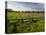 Texas Blue Bonnets, Vetch in Meadow Near Brenham, Texas, USA-Darrell Gulin-Premier Image Canvas