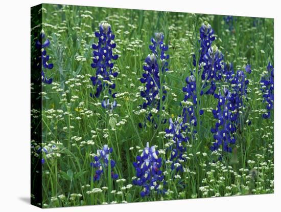 Texas Bluebonnet and Wild Buckwheat, Texas, USA-Claudia Adams-Premier Image Canvas