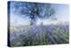 Texas Bluebonnet Flowers in Bloom, Central Texas, USA-Larry Ditto-Premier Image Canvas