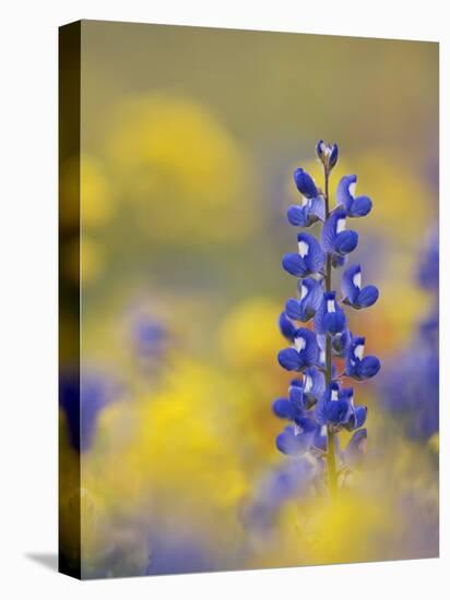 Texas Bluebonnet in Field of Wildflowers, Gonzales County, Texas-Rolf Nussbaumer-Premier Image Canvas