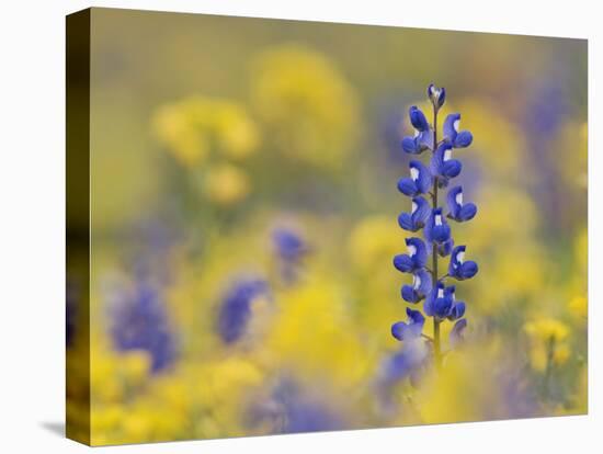 Texas Bluebonnet in Field of Wildflowers, Gonzales County, Texas-Rolf Nussbaumer-Premier Image Canvas