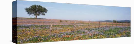 Texas Bluebonnets and Indian Paintbrushes in a Field, Texas Hill Country, Texas, USA-null-Premier Image Canvas