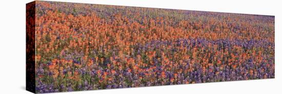 Texas Bluebonnets and Indian Paintbrushes in a Field, Texas, USA-null-Premier Image Canvas