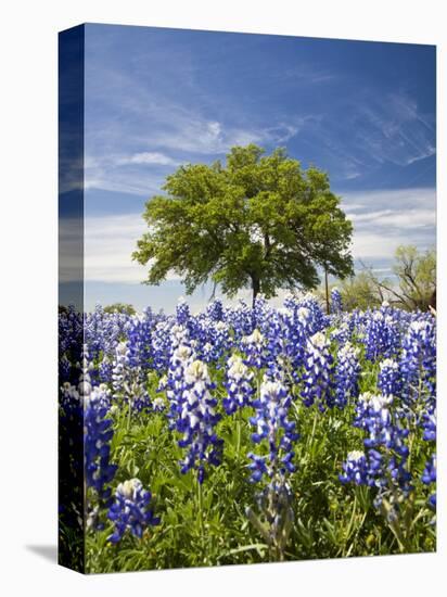 Texas Bluebonnets and Oak Tree, Texas, USA-Julie Eggers-Premier Image Canvas