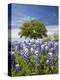 Texas Bluebonnets and Oak Tree, Texas, USA-Julie Eggers-Premier Image Canvas