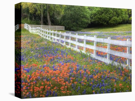 Texas Bluebonnets and Paintbrush Along White Fence Line, Texas, USA-Julie Eggers-Premier Image Canvas