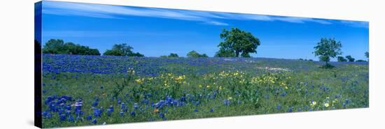 Texas Bluebonnets (Lupininus Texensis) Flowers in a Field, Texas Hill Country, Texas, USA-null-Premier Image Canvas