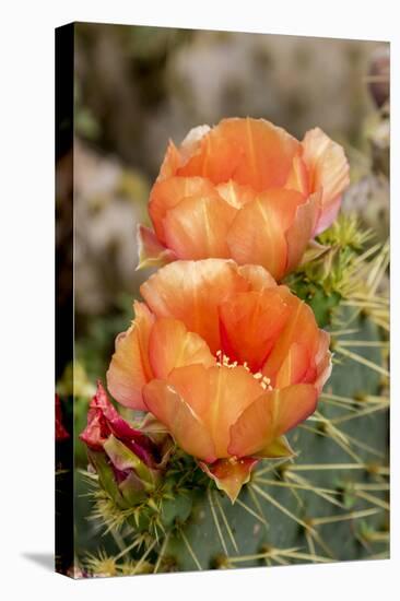 Texas, Boca Chica. Prickly Pear Cactus in Bloom-Jaynes Gallery-Premier Image Canvas