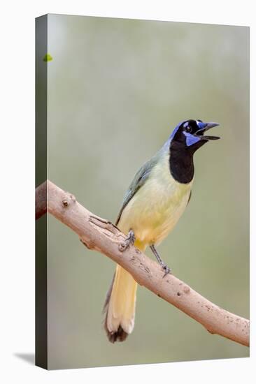 Texas, Gatesville, Santa Clara Ranch. Green Jay Singing on Branch-Jaynes Gallery-Premier Image Canvas