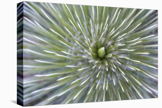 Texas, Guadalupe Mountains NP. Abstract of Soap Tree Yucca Plant-Don Paulson-Premier Image Canvas