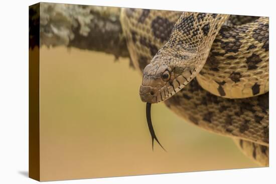 Texas, Hidalgo County. Bull Snake in Tree-Jaynes Gallery-Premier Image Canvas