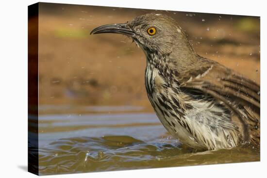 Texas, Hidalgo County. Curve-Billed Thrasher Bathing-Jaynes Gallery-Premier Image Canvas