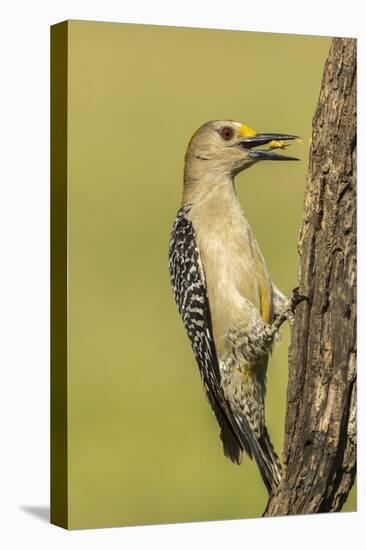 Texas, Hidalgo County. Golden-Fronted Eating-Jaynes Gallery-Premier Image Canvas