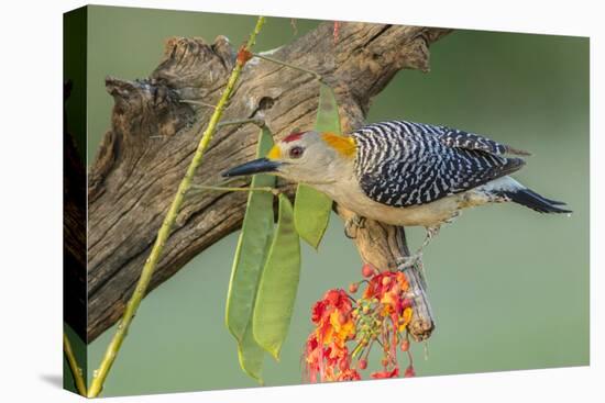 Texas, Hidalgo County. Golden-Fronted Woodpecker on Log-Jaynes Gallery-Premier Image Canvas