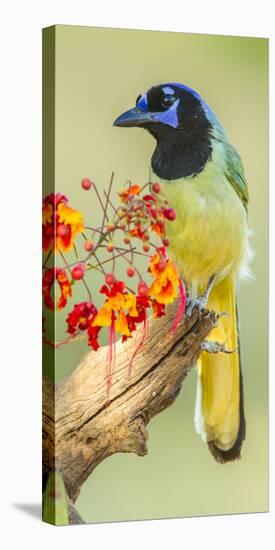 Texas, Hidalgo County. Green Jay on Log-Jaynes Gallery-Premier Image Canvas