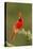 Texas, Hidalgo County. Male Cardinal on Limb-Jaynes Gallery-Premier Image Canvas
