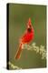 Texas, Hidalgo County. Male Cardinal on Limb-Jaynes Gallery-Premier Image Canvas