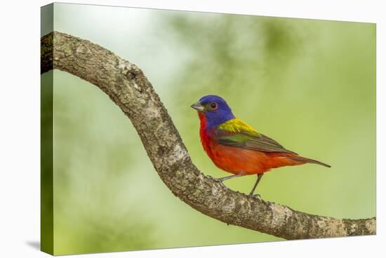 Texas, Hidalgo County. Male Painted Bunting on Limb-Jaynes Gallery-Premier Image Canvas