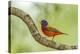 Texas, Hidalgo County. Male Painted Bunting on Limb-Jaynes Gallery-Premier Image Canvas