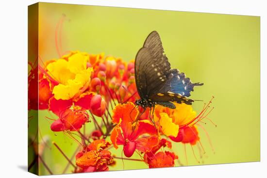 Texas, Hidalgo County. Pipevine Swallowtail Butterfly on Flower-Jaynes Gallery-Premier Image Canvas