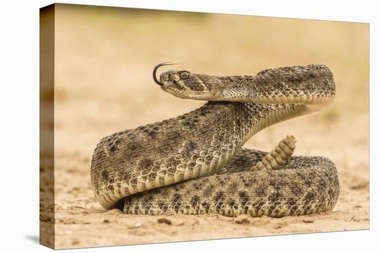 Texas, Hidalgo County. Western Diamondback Rattlesnake Coiled to Strike-Jaynes Gallery-Premier Image Canvas