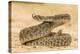Texas, Hidalgo County. Western Diamondback Rattlesnake Coiled to Strike-Jaynes Gallery-Premier Image Canvas