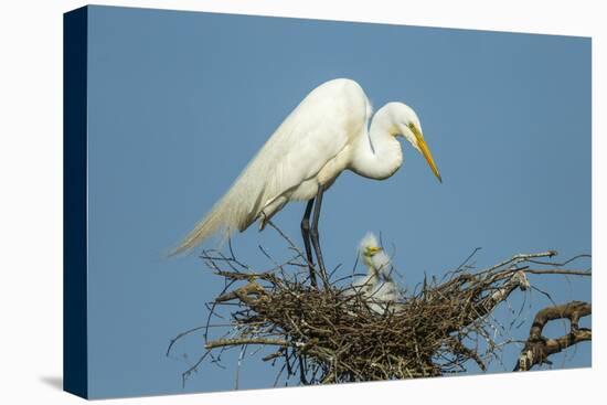 Texas, High Island, Smith Oaks Rookery. Great Egret Parent at Nest with Chicks-Jaynes Gallery-Premier Image Canvas