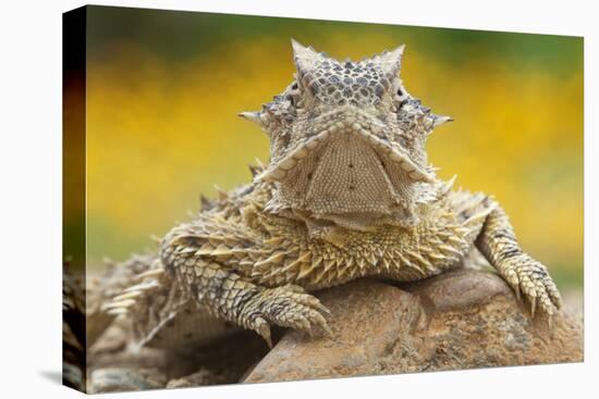 Texas Horned Lizard (Phrynosoma Cornutum) Portrait, Laredo Borderlands, Texas, USA. April-Claudio Contreras-Premier Image Canvas