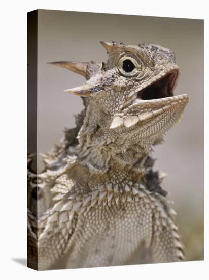 Texas Horned Lizard, Rio Grande Valley, Texas, USA-Rolf Nussbaumer-Premier Image Canvas