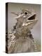 Texas Horned Lizard, Rio Grande Valley, Texas, USA-Rolf Nussbaumer-Premier Image Canvas
