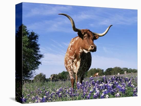 Texas Longhorn Cow, in Lupin Meadow, Texas, USA-Lynn M^ Stone-Premier Image Canvas
